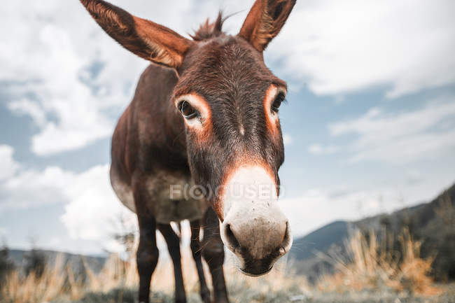 Porträt eines lustigen Esels, der in die Kamera blickt — Stockfoto
