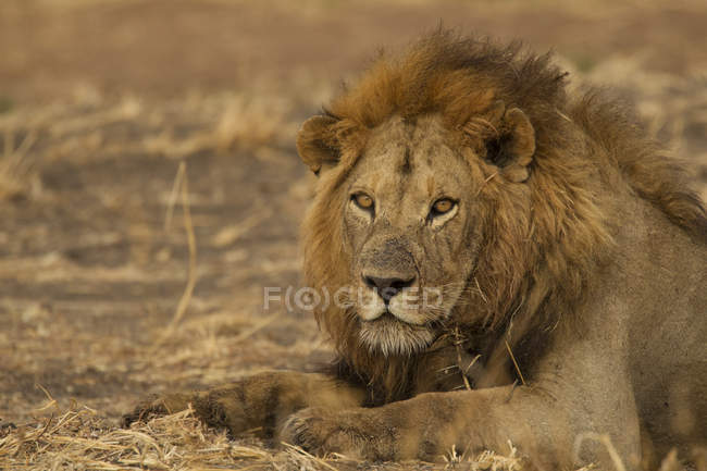 Один красивий лев дивиться на камеру, національний парк Тарангіре, Танзанія — стокове фото