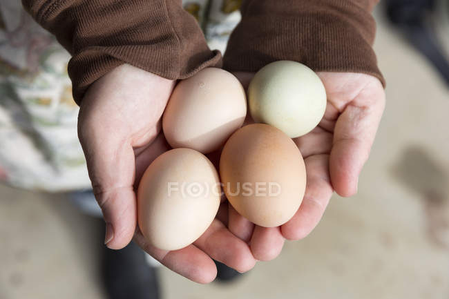 Imagen recortada de la mujer sosteniendo huevos de pollo en las manos - foto de stock