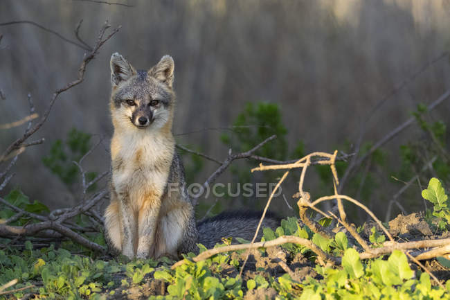 Фокс смотрит в камеру, региональный парк Coyote Hills, Калифорния, США, Северная Америка — стоковое фото
