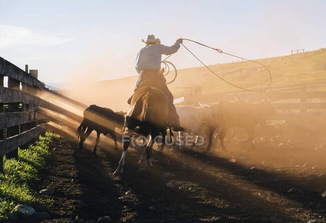 Cowboy on horse lassoing bull, Enterprise, Oregon, United States, North America — стокове фото