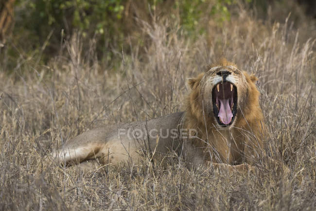 Un león macho rugiendo y tendido en la hierba en Tsavo, Kenia - foto de stock
