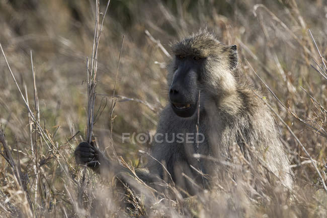 Portrait of yellow baboon in grass, Tsavo, Kenya — Stock Photo