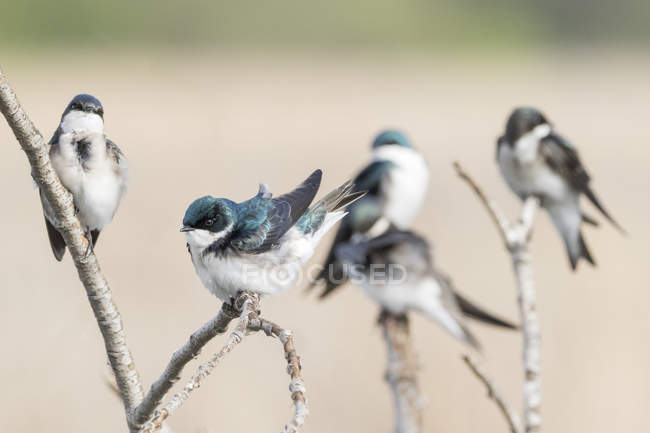 Tree Swallows (tachycineta bicolor) empoleirado em filiais, Coyote Hills Regional Park, Califórnia, Estados Unidos, América do Norte — Fotografia de Stock