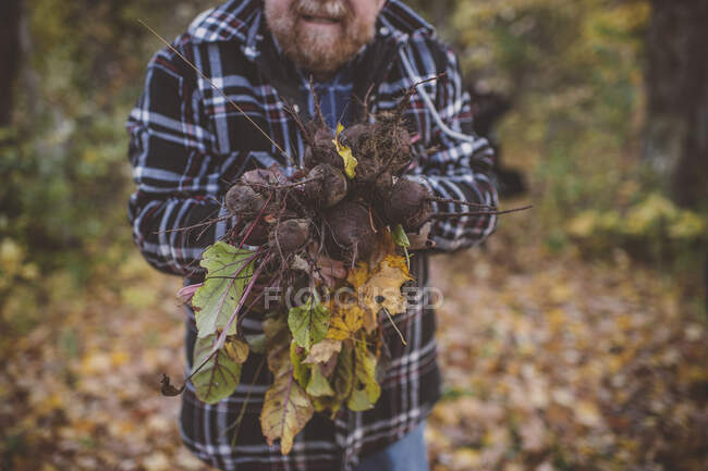 Человек с кучей свежей садовой свеклы, обрезанной — стоковое фото