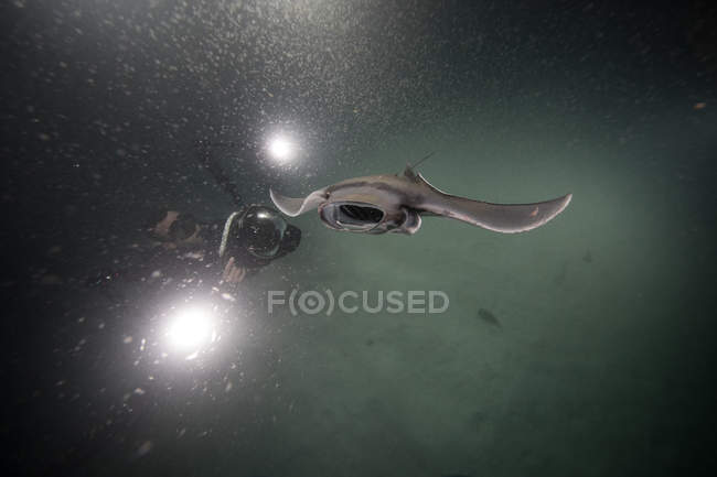 Buceador fotografiando rayos mobula alimentándose de plancton por la noche - foto de stock