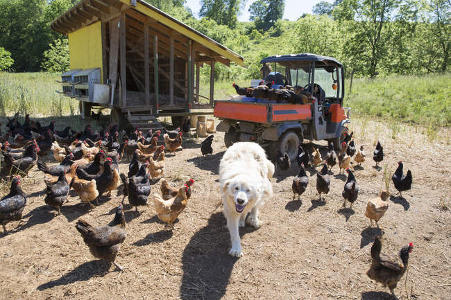 Portrait of pyrenean mountain dog and free range golden comet and black star hens on organic farm — Stock Photo