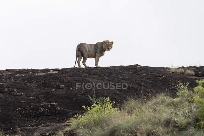 León macho de crin corto parado en kopje conocido como Lion Rock en la reserva de Lualenyi, Tsavo, Kenia - foto de stock