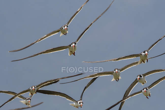 Skimmers africanos, Rynchops flavirostris, en vuelo sobre el lago Gipe, Tsavo, Kenia - foto de stock