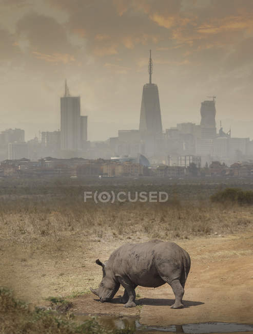 Выпас черных носорогов, Национальный парк Найроби, Найроби, Кения, Африка — стоковое фото