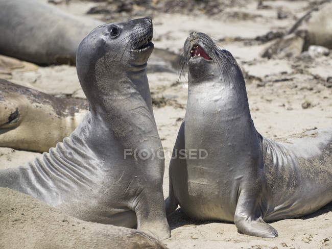 Sale Northern elephants seals (mirounga angustirostris) sparring, Ano Nuevo State Park, Pescadero, California, United States, North America — стоковое фото