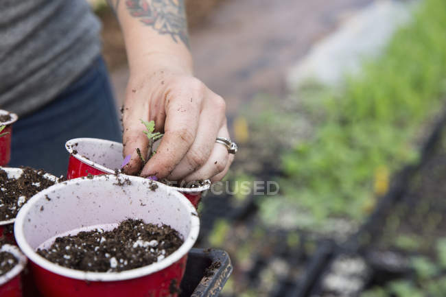 Cropped view of woman planting seedlings in plastic cups — Stock Photo