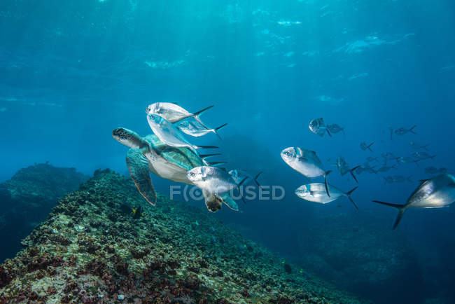 Vista subaquática de tartaruga e jack fish, Seymour, Galápagos, Equador, América do Sul — Fotografia de Stock