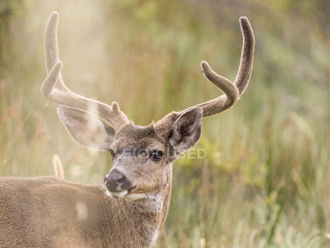 Mule deer buck looking over shoulder, Point Reyes National Seashore, Californie, États-Unis — Photo de stock
