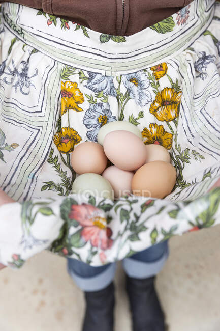 Mujer recogiendo huevos en delantal - foto de stock