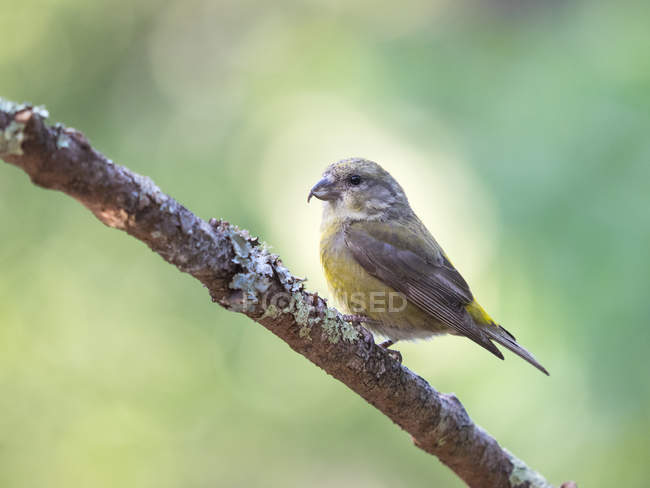 Female red Crossbill perching on tree branch, Point Reyes National Seashore, California, USA — Stock Photo