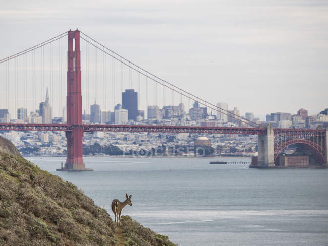 Golden Gate Bridge, Mule Deer (Odocoileus hemionus) em primeiro plano, São Francisco, Califórnia, Estados Unidos, América do Norte — Fotografia de Stock