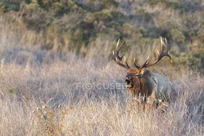 Tule elk buck in long grass, Point Reyes National Seashore, California, EE.UU. - foto de stock