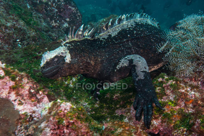 Vista subaquática da iguana marinha por coral, Seymour, Galápagos, Equador, América do Sul — Fotografia de Stock