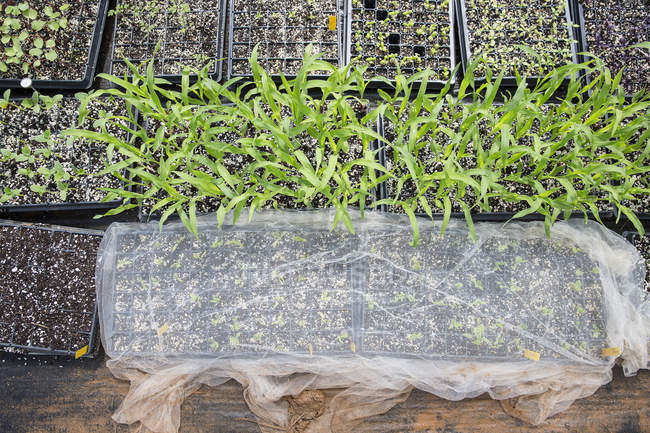 Overhead view of seedling in seed tray — Stock Photo