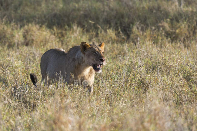 León rugiendo y caminando sobre hierba en Tsavo, Kenia - foto de stock