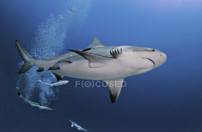 Vista submarina del tiburón toro preñado, Playa del Carmen, Quintana Roo, México - foto de stock