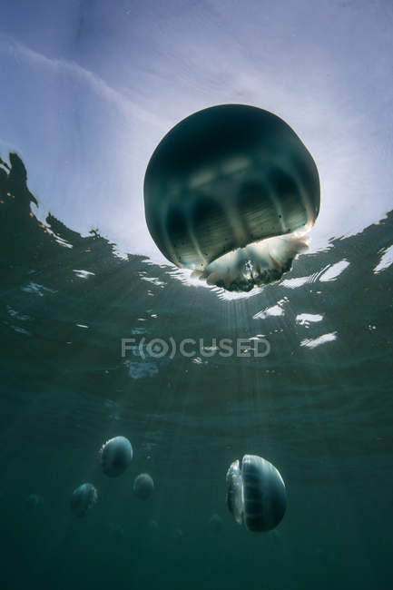 Вид на риб желе під водою — стокове фото