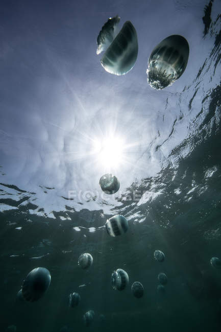 Blick auf Gelee-Fische unter Wasser — Stockfoto