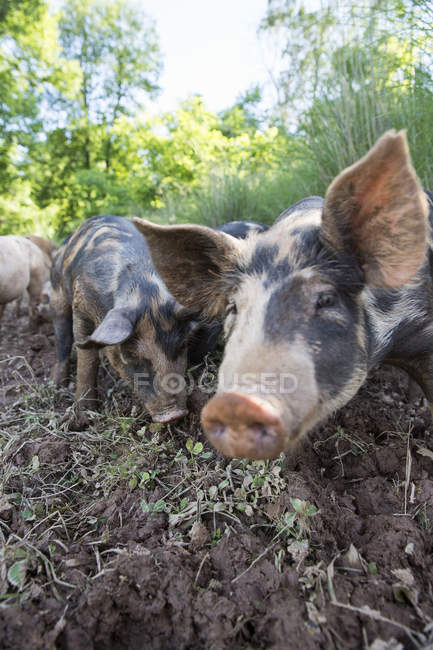 Retrato de cerdos patrimoniales en granja ecológica de crianza libre - foto de stock