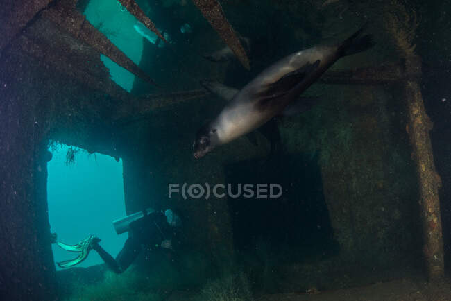 Mergulhador e leão marinho no local do navio afundado Fang Ming recife artificial, La Paz, Baja California Sur, México — Fotografia de Stock