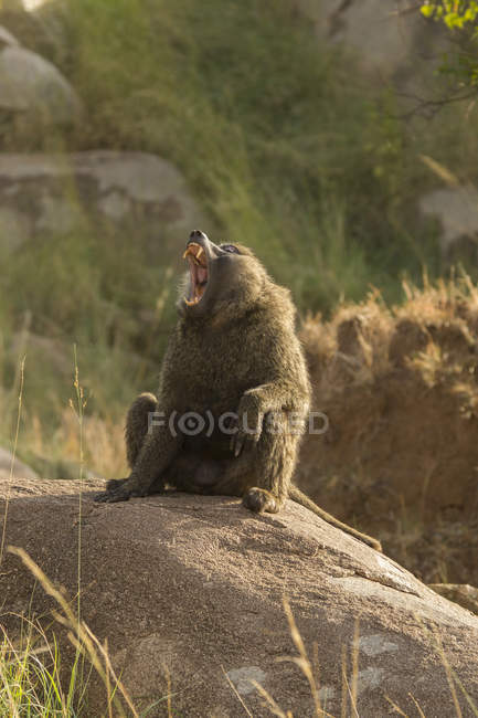Baboon (Papio cynocephalus ursinus) on rock, Serengeti National Park, Robanda, Tanzania, Africa — Stock Photo