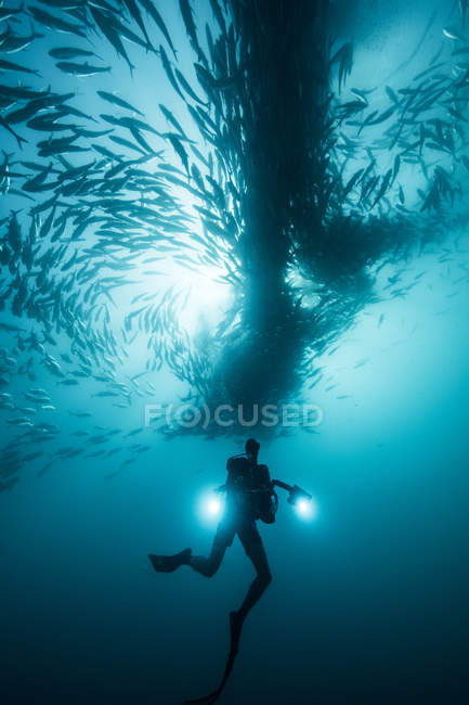 Vista subaquática do mergulhador nadando abaixo de peixes em mar azul, Baja California, México — Fotografia de Stock
