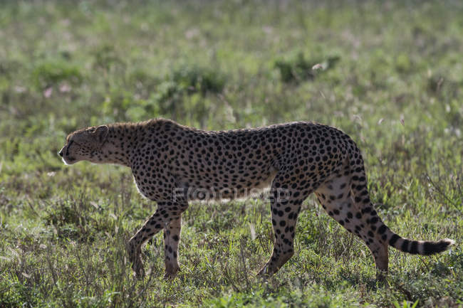 Vue latérale du guépard marchant dans la savane, Tsavo, Kenya — Photo de stock