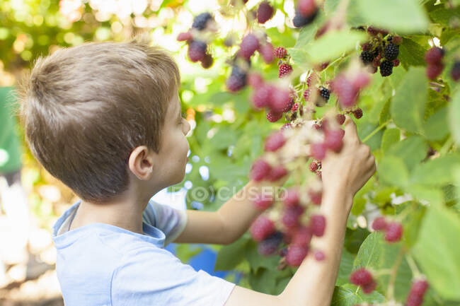 Boy picking berries off tree — Stock Photo