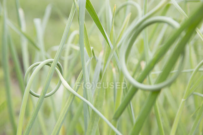 Gros plan de l'herbe nouée, mise au premier plan — Photo de stock