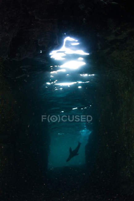 Seelöwe unter Wasser, La Paz, Baja California Sur, Mexiko — Stockfoto
