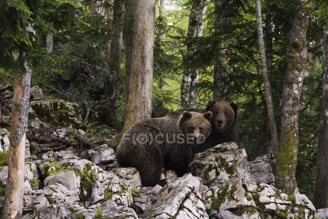Dos osos pardos europeos, Markovec, Comuna de Bohinj, Eslovenia, Europa - foto de stock