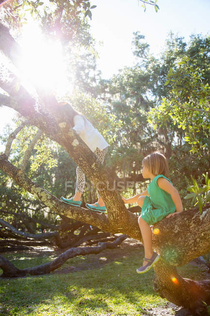 Две девушки залезают на дерево на солнце — стоковое фото