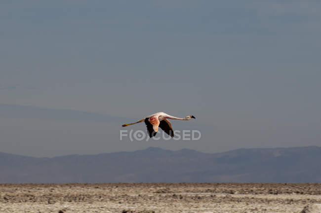 Chilean Flamingo, (Phoenicopterus chilensis), Laguna Chaxa, Salar de Atacama, Atacama Desert, Chile — стокове фото