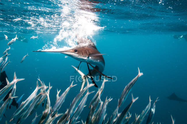 Sailfish hunting sardine baitballs close to surface — Stock Photo