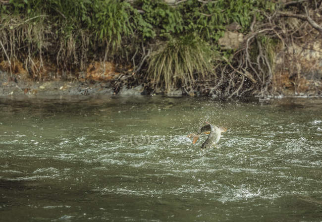 Fische, die an der Angelschnur gefangen werden, springen aus Fluss, Mozirje, Brezovica, Slowenien — Stockfoto
