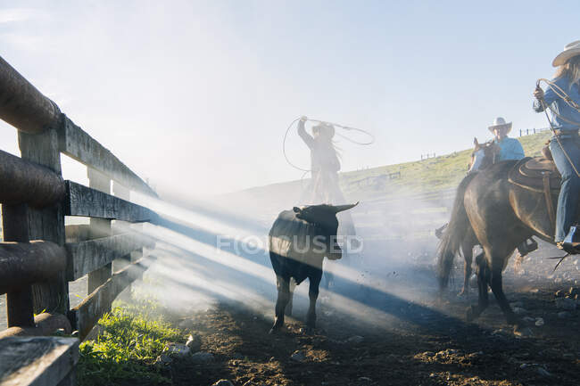 Cowboy on horse lassoing bull bezerro, Enterprise, Oregon, Estados Unidos da América, América do Norte — Fotografia de Stock