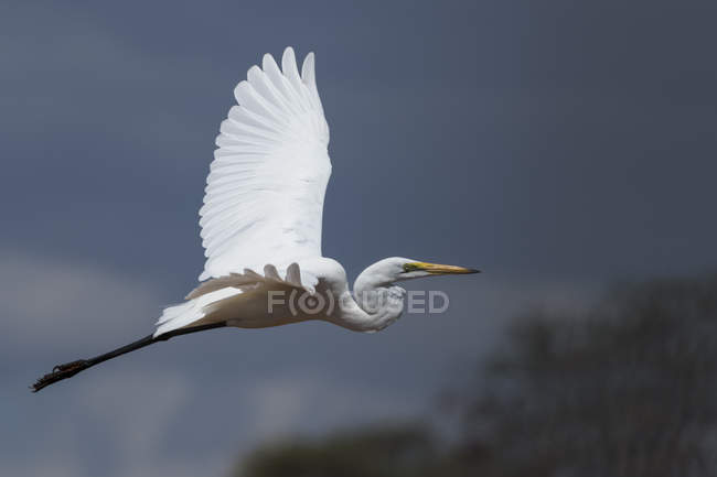 Great egret flying against dark sky in Tsavo, Kenya — Stock Photo