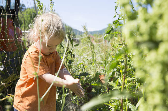Criança feminina entre plantas fazenda orgânica de alcance livre — Fotografia de Stock