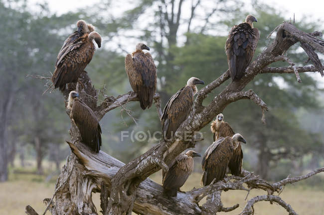 Avvoltoi dalla schiena bianca, Gyps africanus, sulla cima di un albero, Tsavo, Kenya . — Foto stock