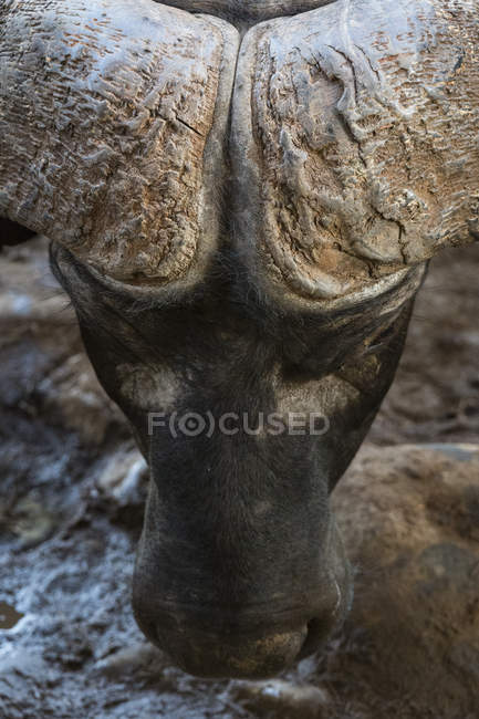 Close up portrait of African buffalo, Syncerus caffer, drinking at waterhole, Tsavo, Kenya — Stock Photo