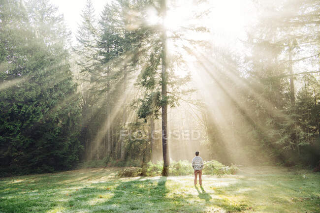 Uomo in piedi, guardando la luce solare che splende attraverso gli alberi, vista posteriore, Bainbridge, Washington, Stati Uniti d'America — Foto stock