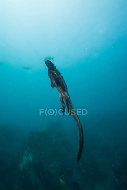 Vista subacquea dell'iguana marina che nuota in acque blu, Seymour, Galapagos, Ecuador, Sud America — Foto stock