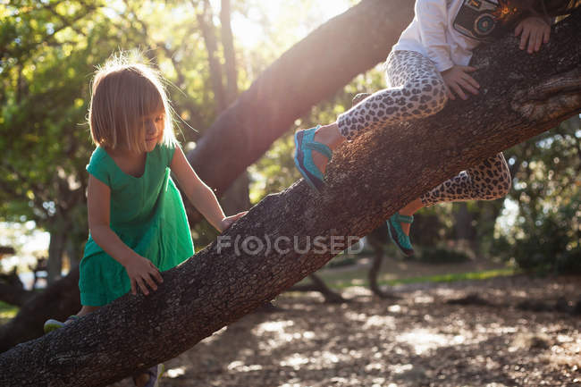 Dos chicas trepando en el árbol a la luz del sol - foto de stock