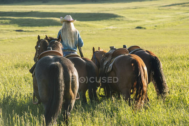 Задний вид девочки-подростка, ведущей четырех лошадей — стоковое фото
